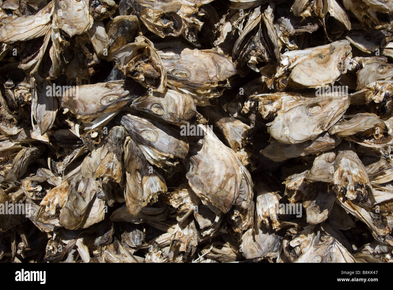 Dried cod heads in Lofoten Islands in Norway Stock Photo Alamy