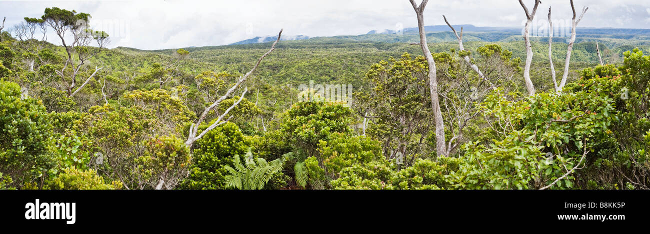 View looking over the Alaka'i Swamp Wilderness preserve Kauai Hawaii USA Stock Photo