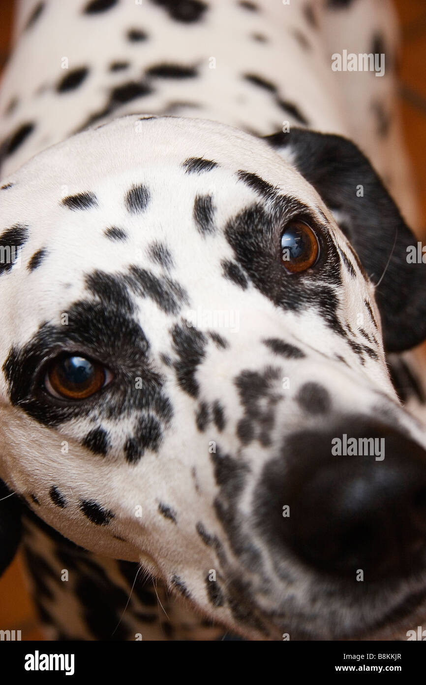 Dog fire eyes hires stock photography and images Alamy