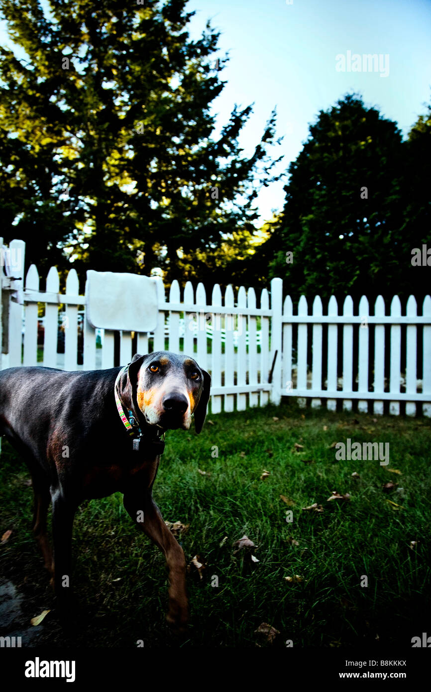 A doberman stares intently as it stalks across the yard Stock Photo