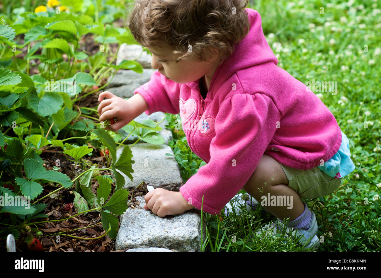 Child Bends Down to Pick Strawberries from a Homemade Garden Stock Photo