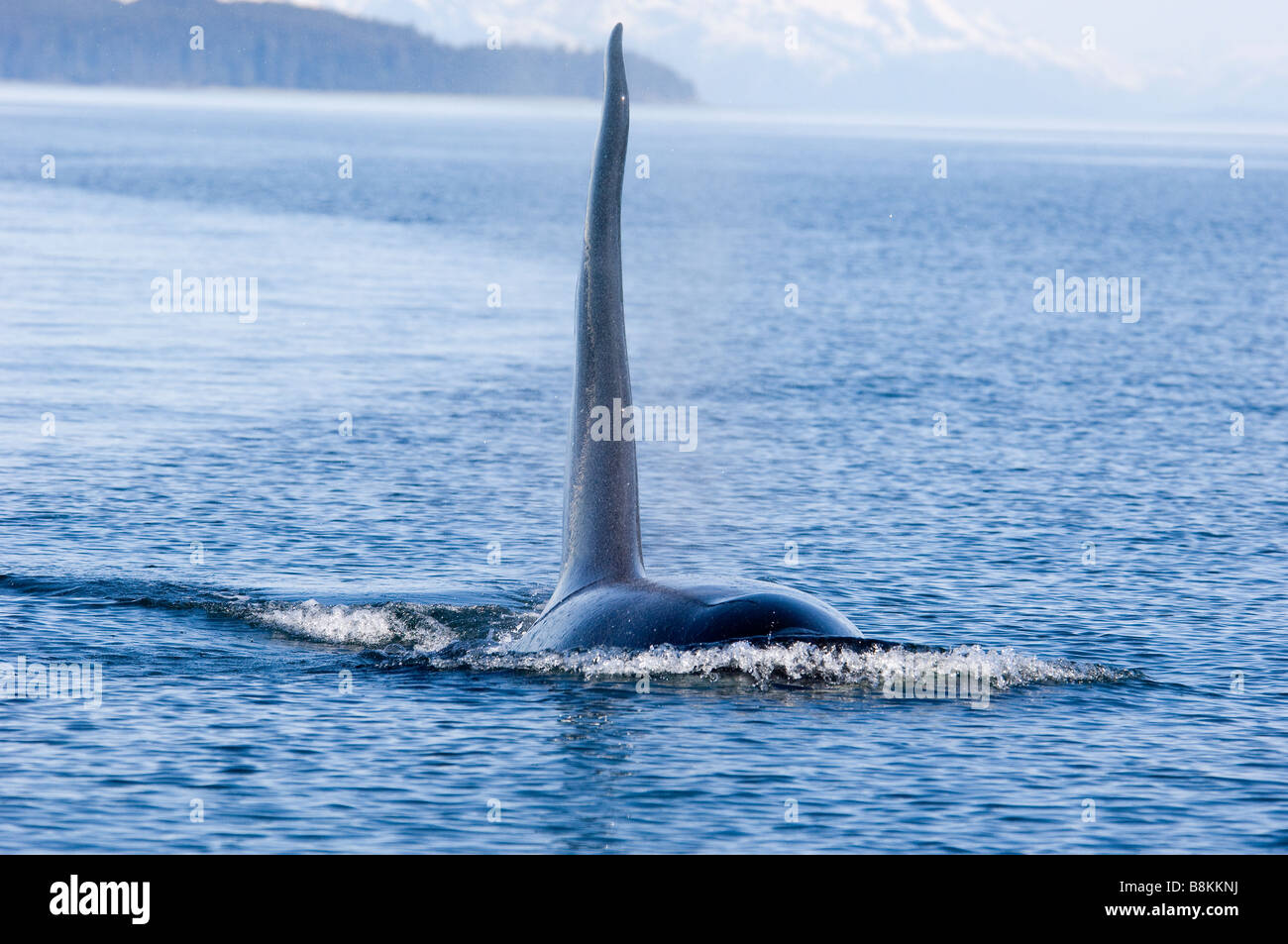 Killer whales Orcinus orca Alaska Stock Photo - Alamy