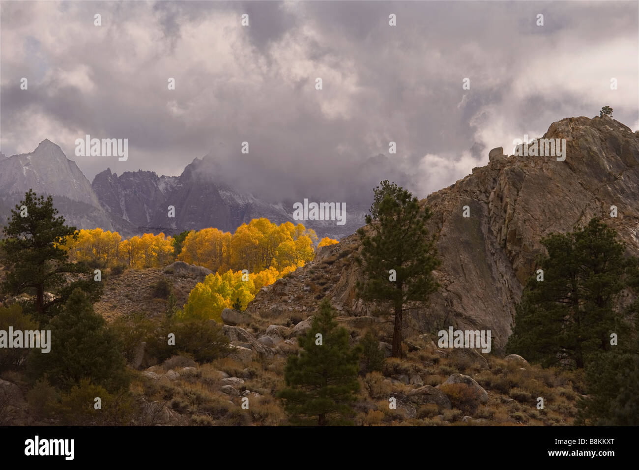 storm clouds gather over fall aspen and peaks along Bishop Creek Sierra Nevada Mountains California United States of America Stock Photo