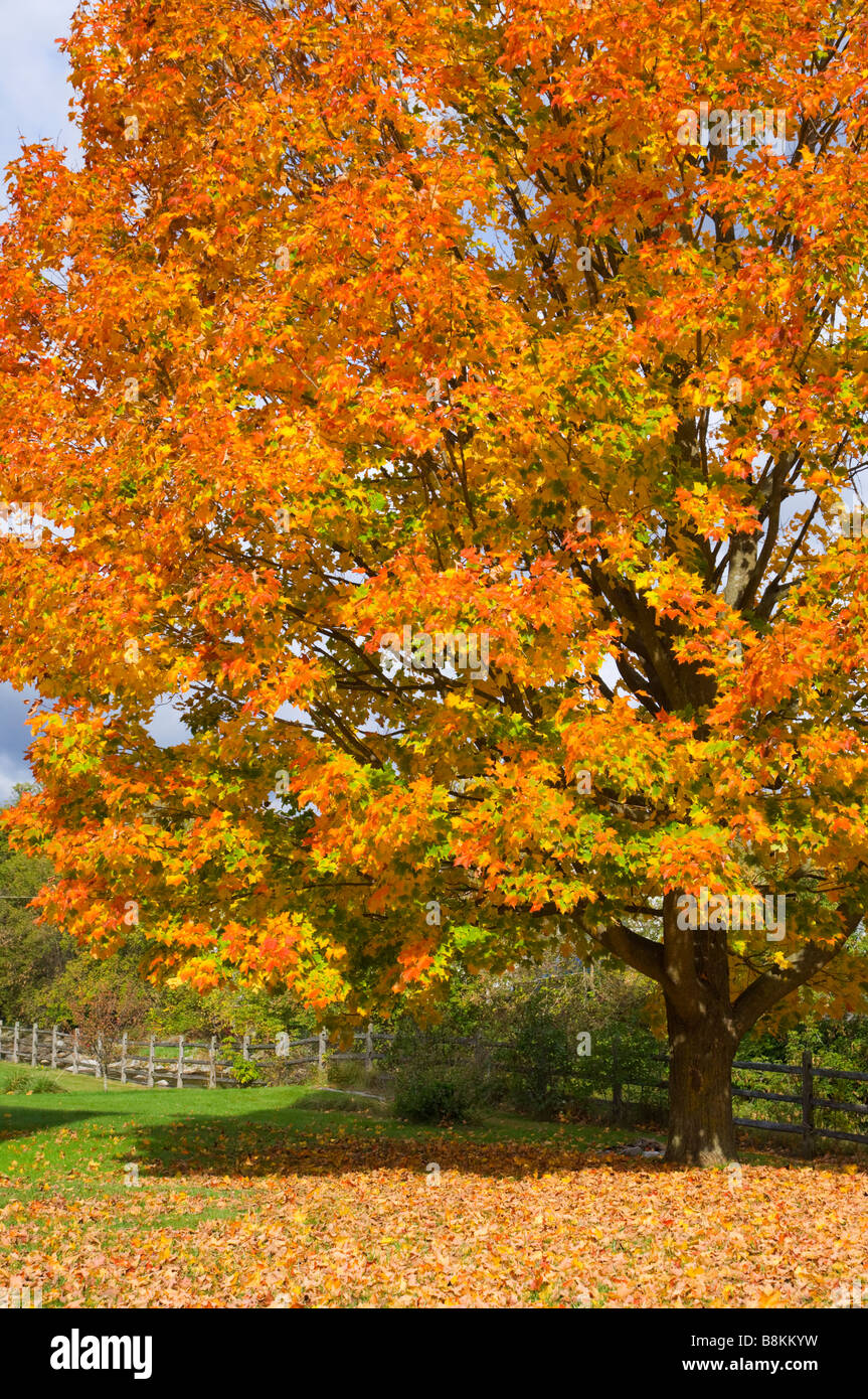 A large maple tree with brilliant fall foliage in rural Vermont USA