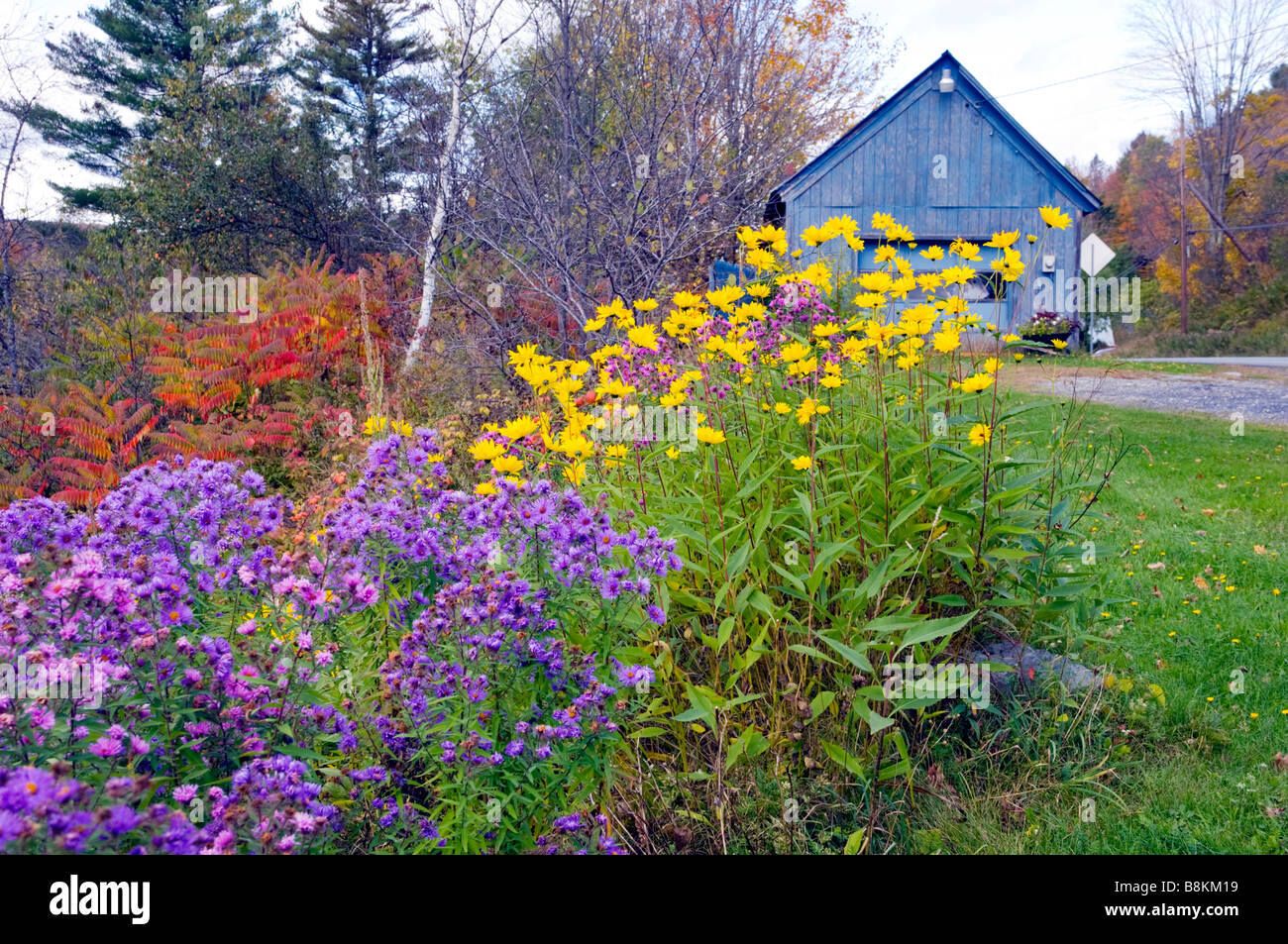 Wildflowers in autumn in rural Vermont USA Stock Photo Alamy