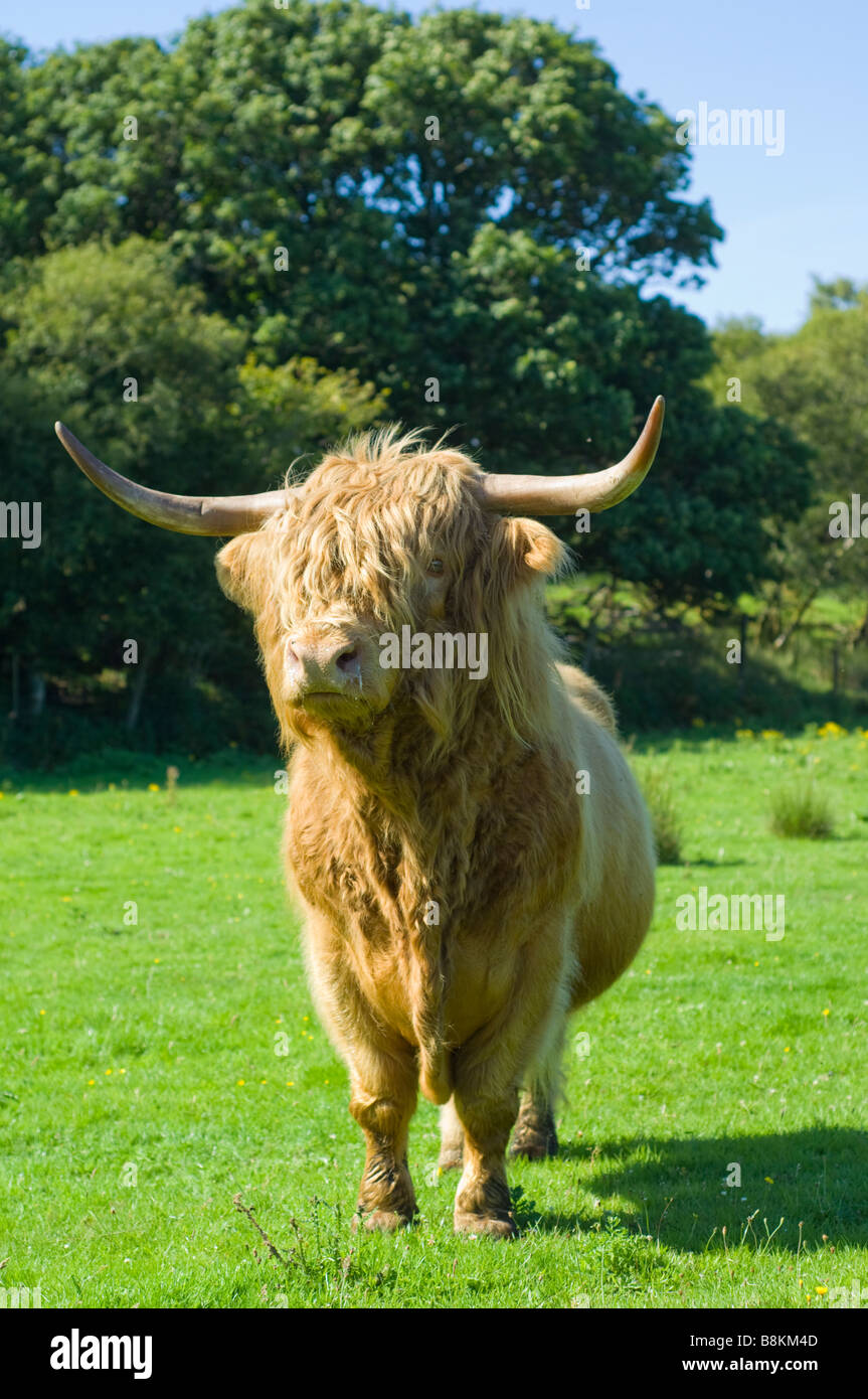 A purebred Highland bull, part of the Inver herd, or fold, on the Isle of Jura, Scotland. Stock Photo