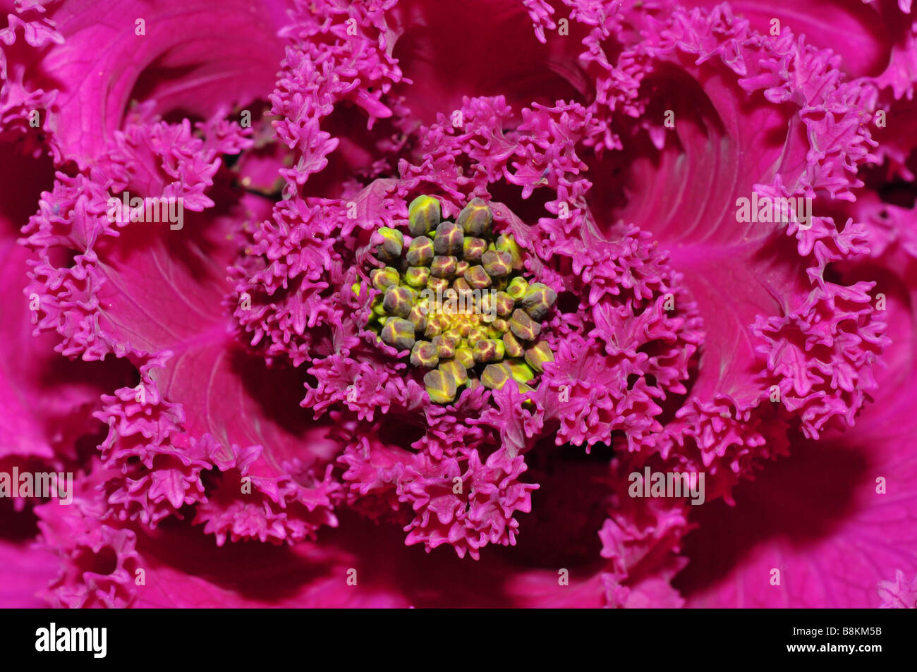 image of cabbage leaves and buds Stock Photo Alamy