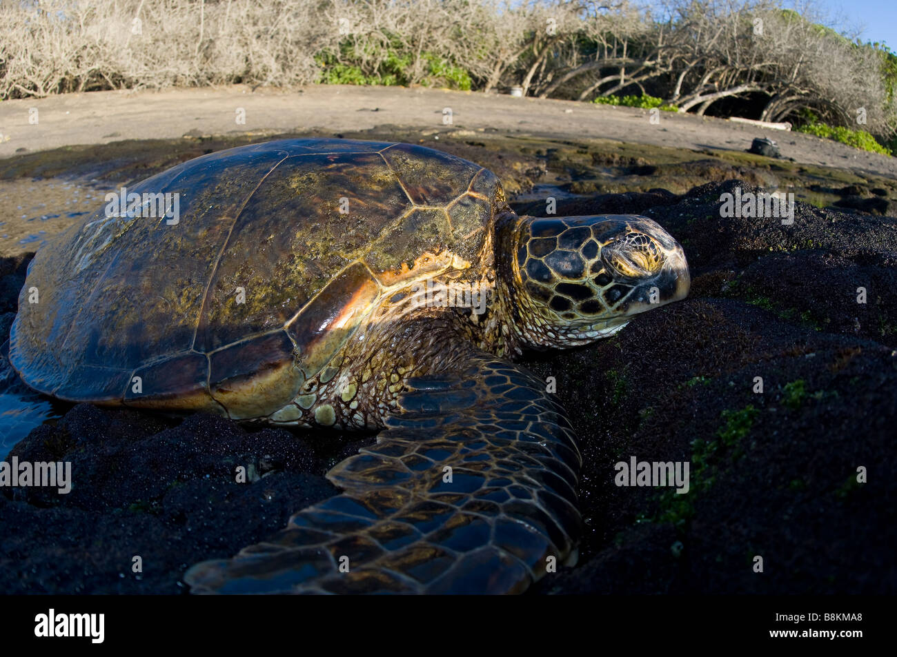 Hawaiian Green Turtle Chelonia mydas Big Island Hawaii Stock Photo