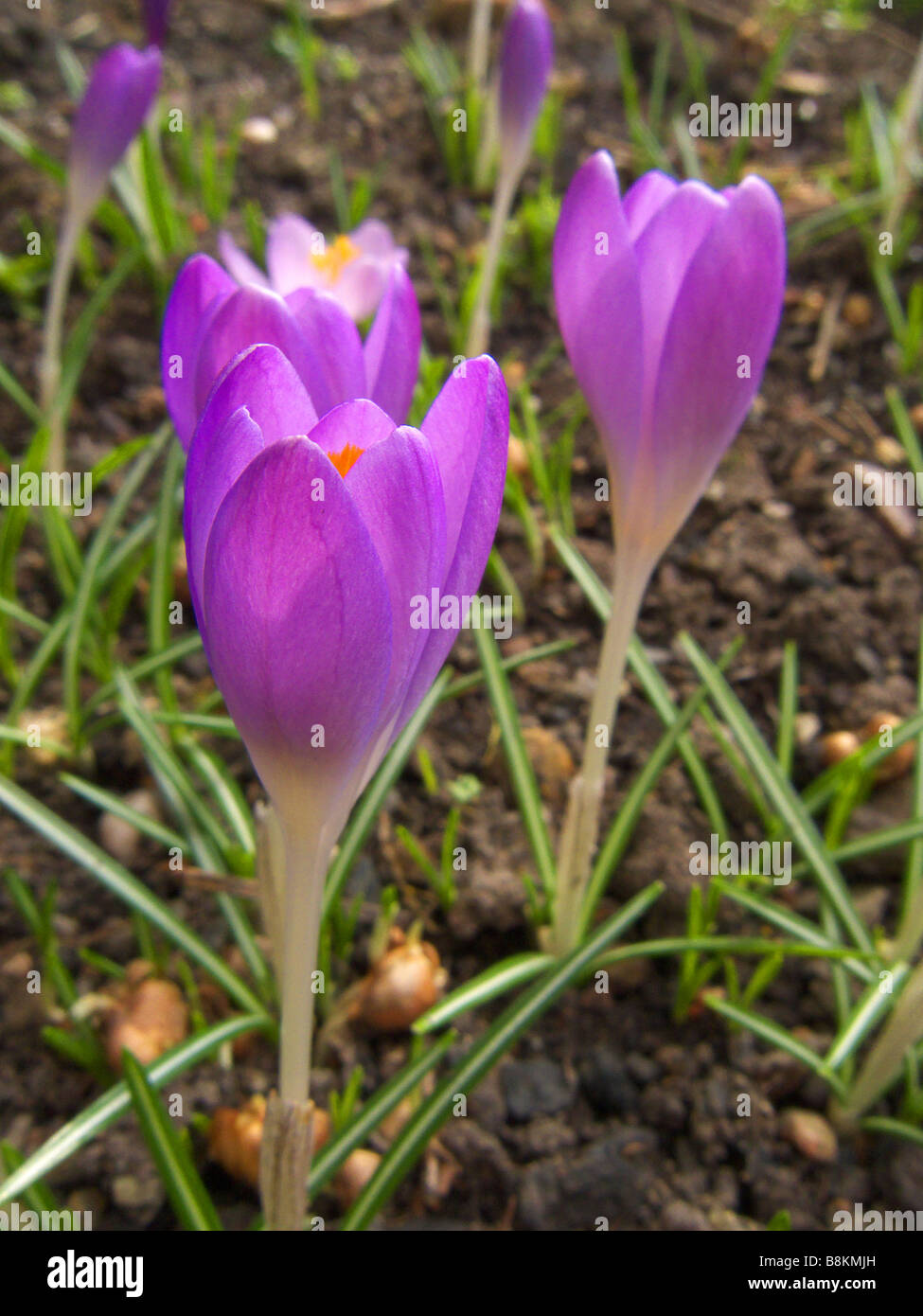 Spring Purple Flowering Crocus Stock Photo