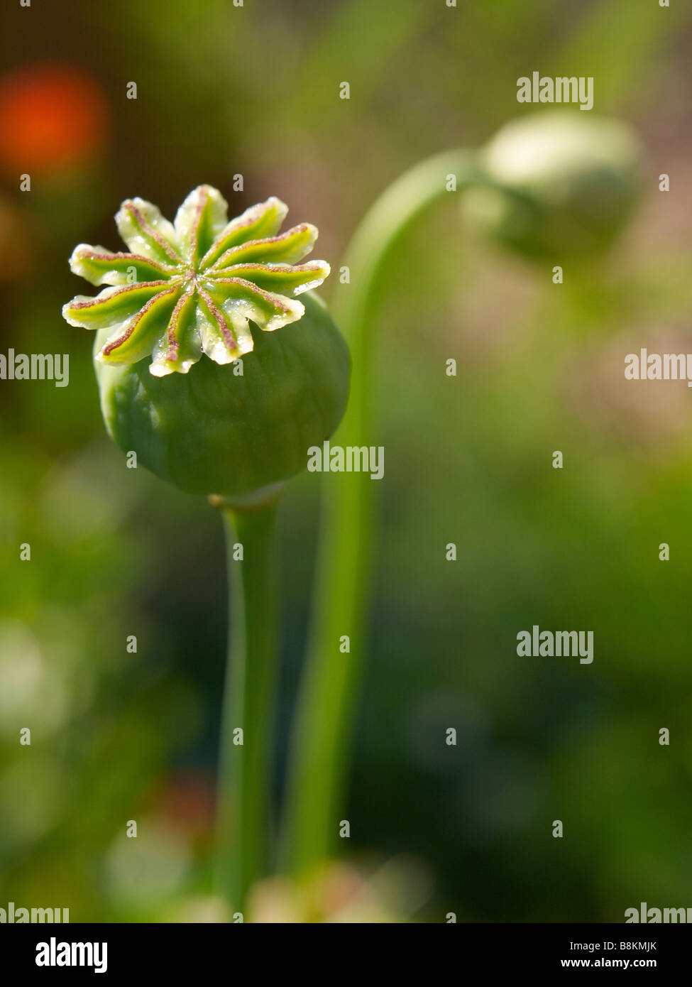 Poppy seed heads ripening Stock Photo Alamy