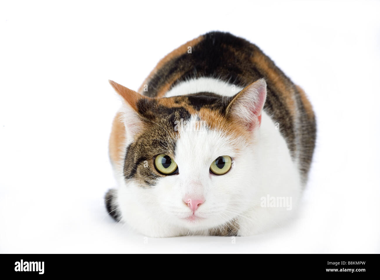 spotted cat isolated Stock Photo