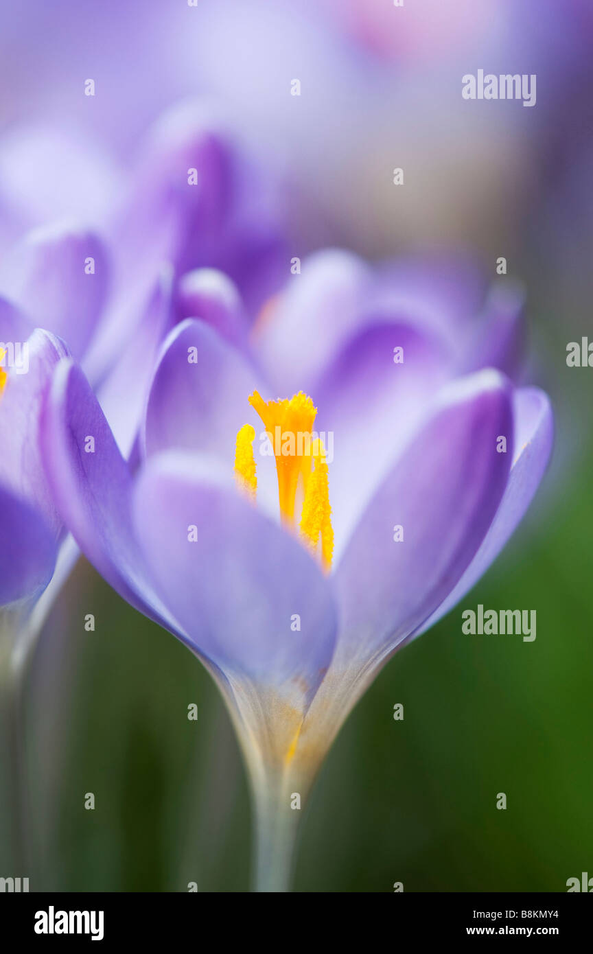 Crocus vernus 'Queen of the blues' spring flowers Stock Photo