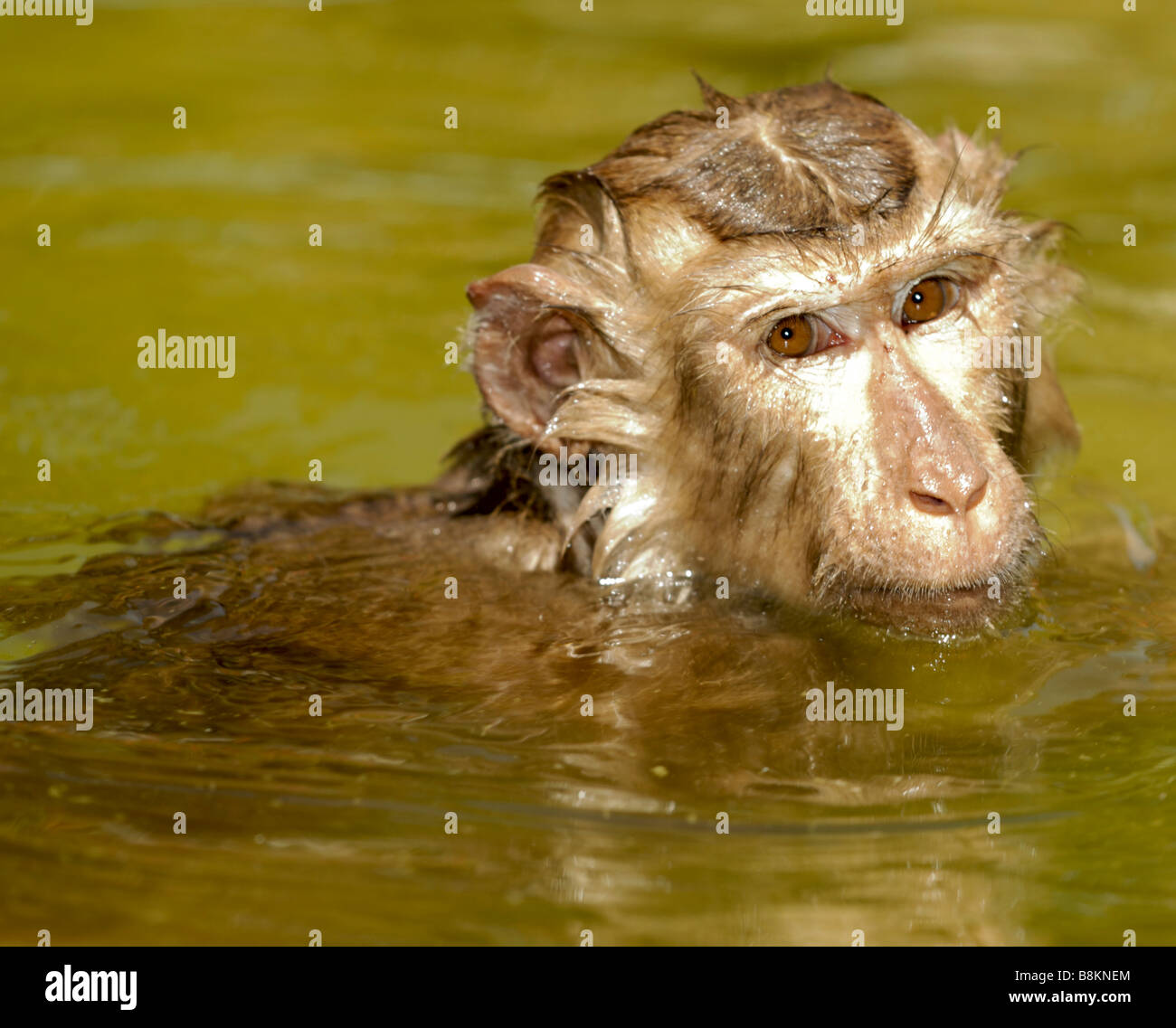 Swimming monkey Stock Photo