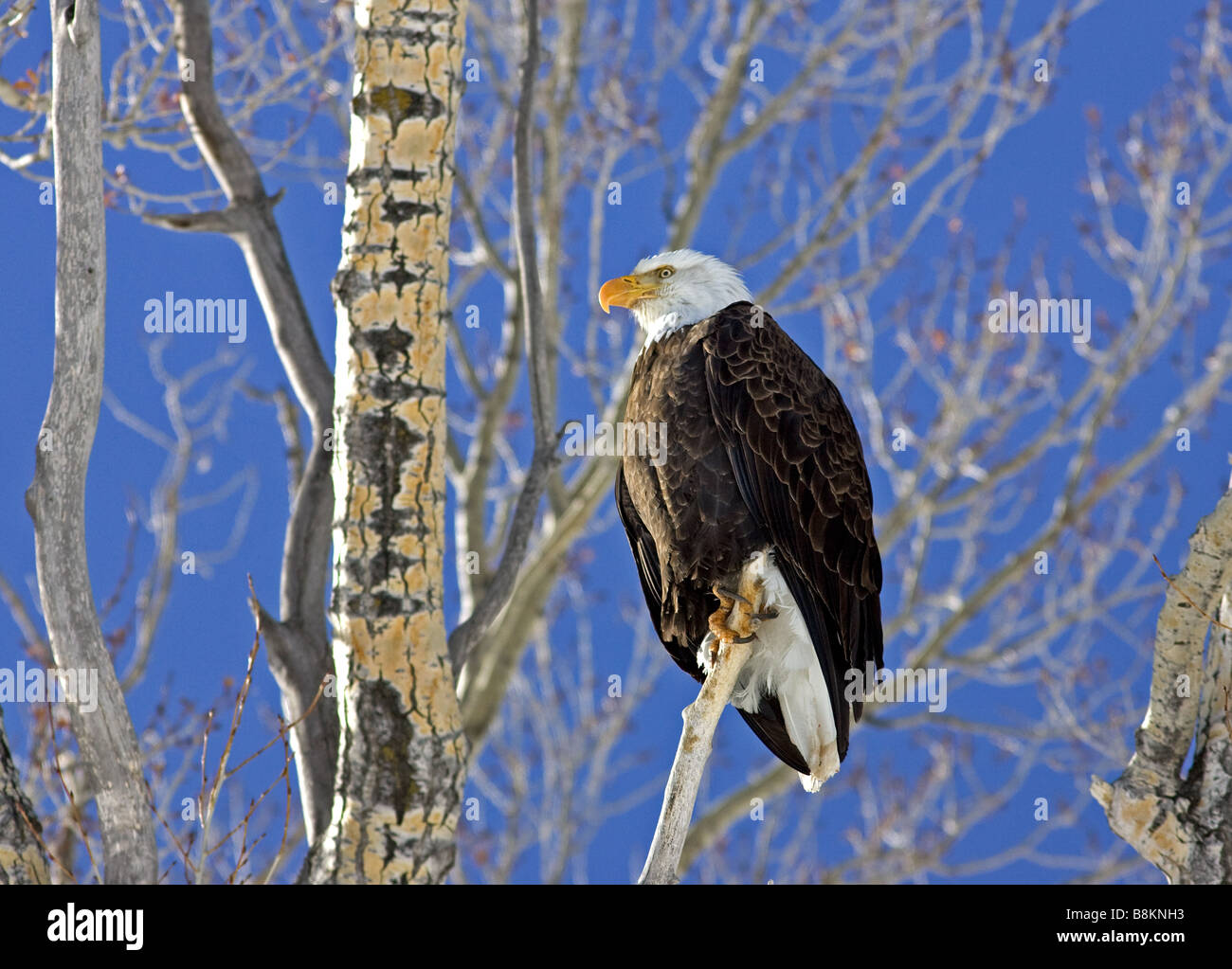Bald Eagle resting in favourite tree, Yellowstone USA Stock Photo Alamy