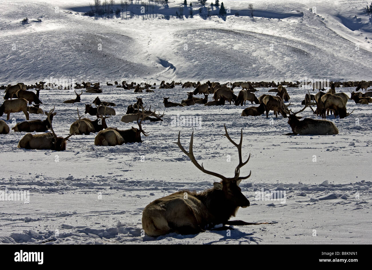 Large elk refuge near jackson hires stock photography and images Alamy