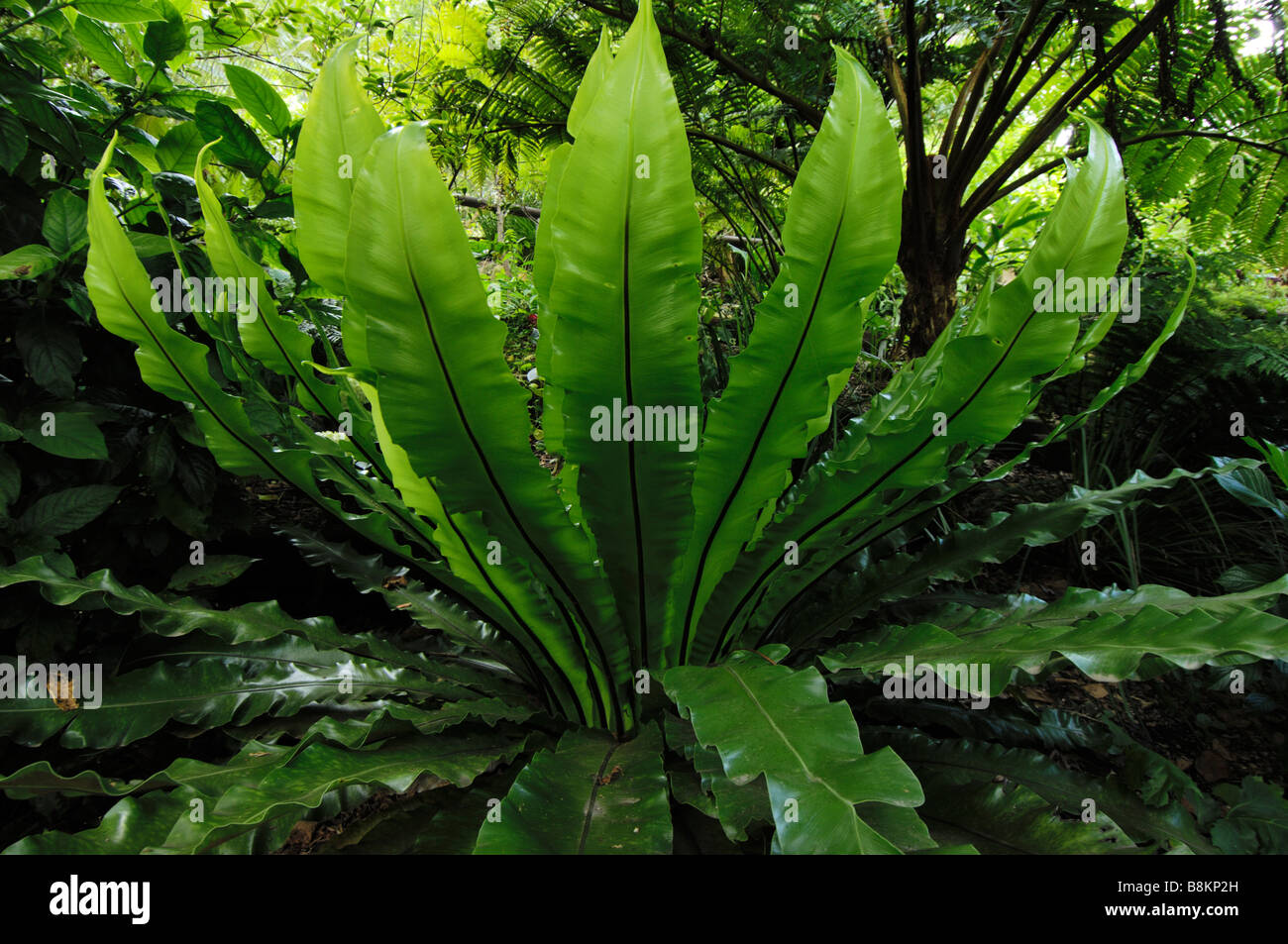 Birds Nest Ferns High Resolution Stock Photography and Images - Alamy