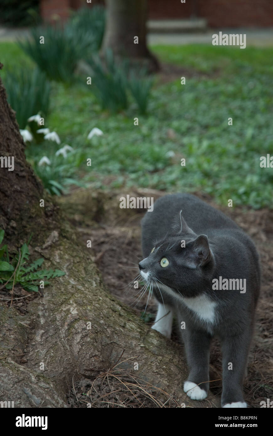 A grey and white domestic cat standing at the foot of a tree next to a patch of snowdrops. Stock Photo