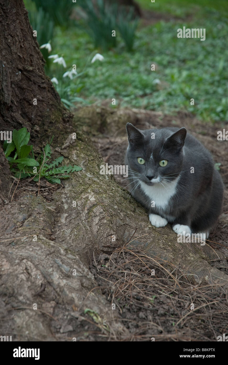 A grey and white domestic cat sitting at the foot of a tree next to a patch of snowdrops. Stock Photo