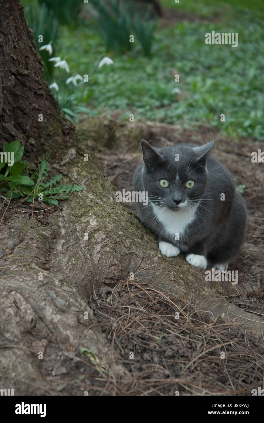 A grey and white domestic cat sitting at the foot of a tree next to a patch of snowdrops. Stock Photo
