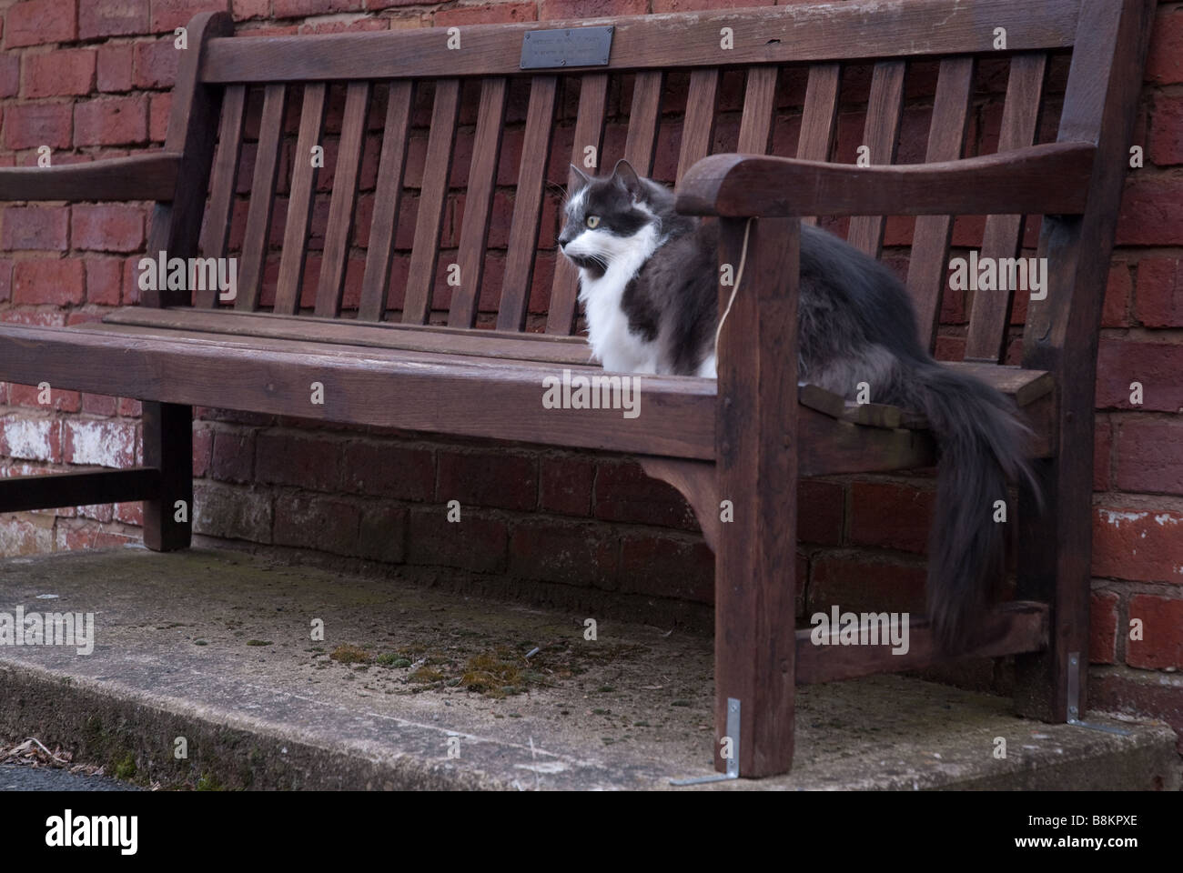 A grey and white long haired domestic cat sitting on a public bench. Stock Photo