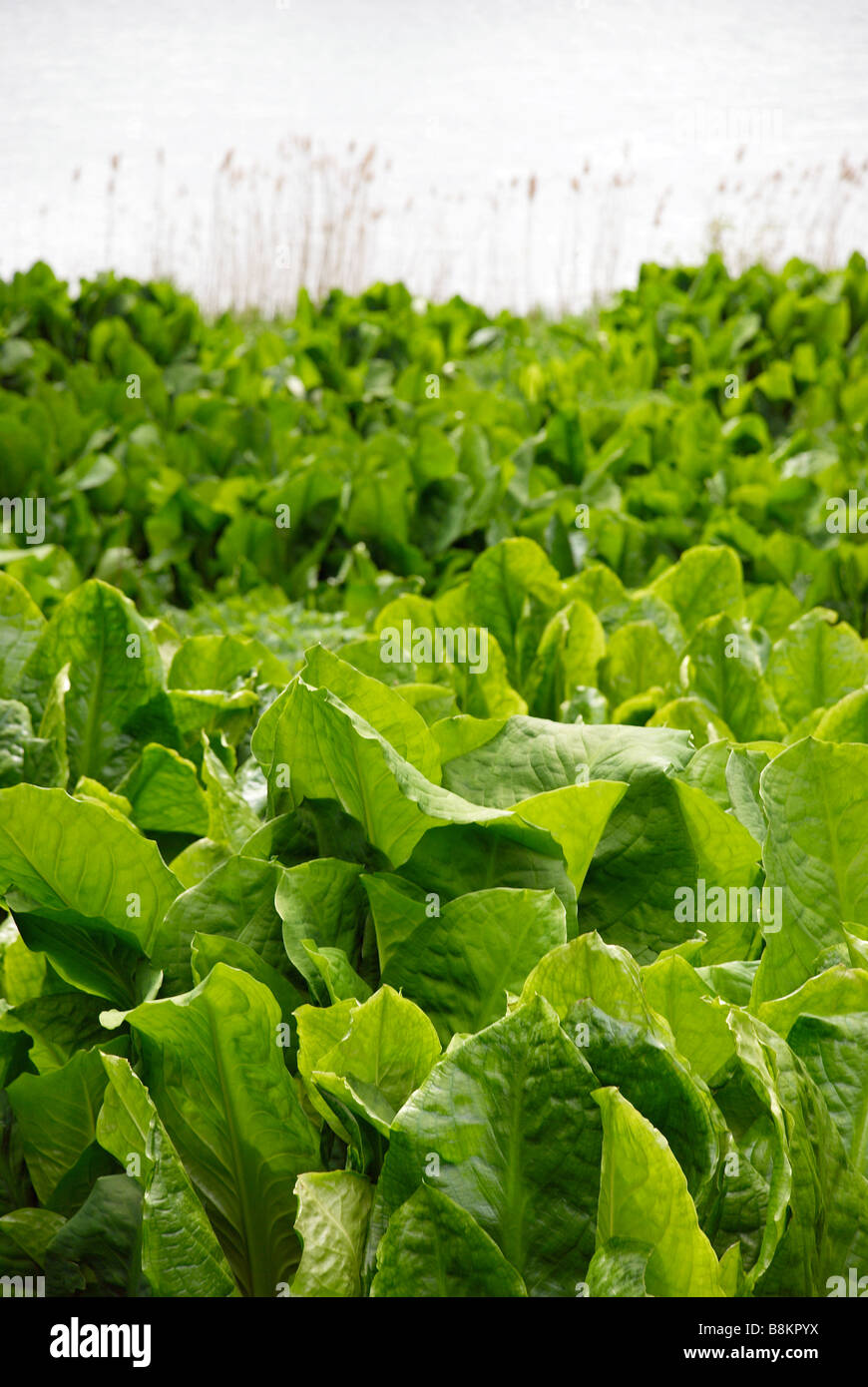 Large skunk cabbage leaves, Virginia Water, Surrey Stock Photo - Alamy