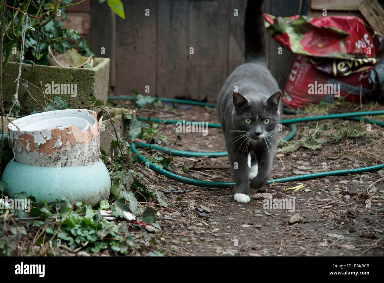 A grey and white domestic cat in a pretty garden. Stock Photo