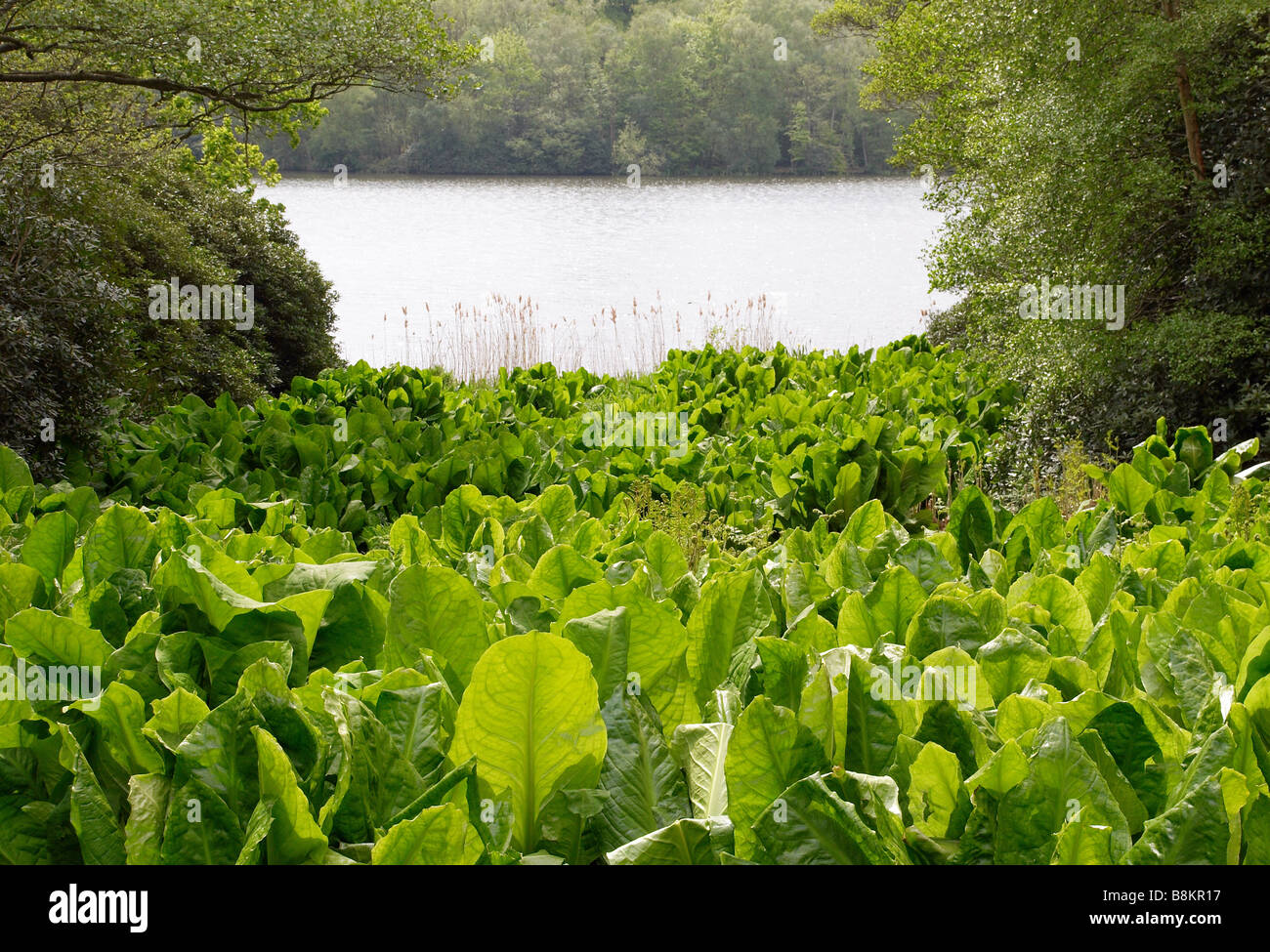 Large skunk cabbage leaves, Virginia Water, Surrey Stock Photo - Alamy