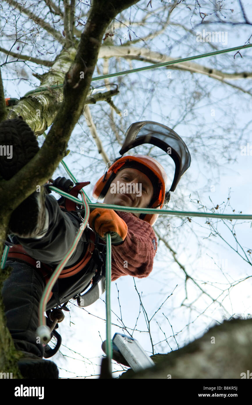 Tree cutter at work using safteygear. Stock Photo