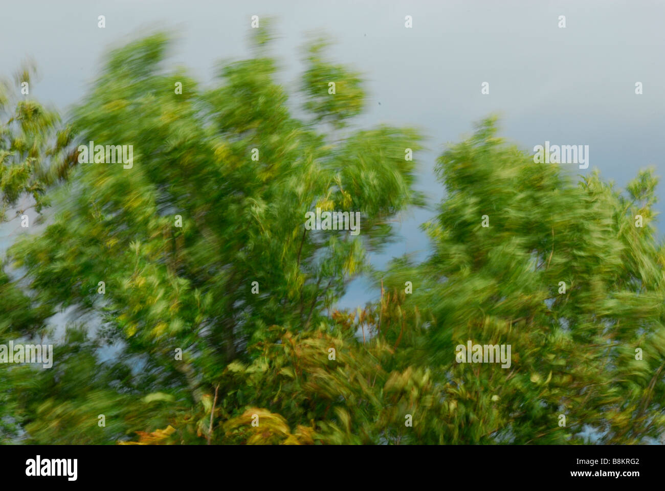 Wind blowing tree branches about Stock Photo