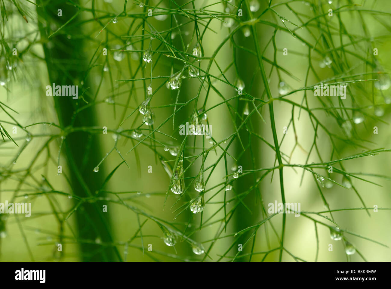 Bronze Fennel Foeniculum vulgare stems and leaves with water droplets, Wales, UK. Stock Photo