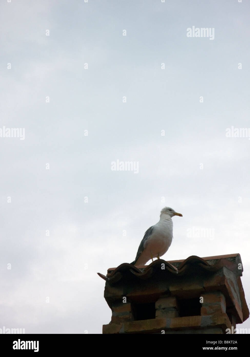 Sea gull on the chimney Stock Photo