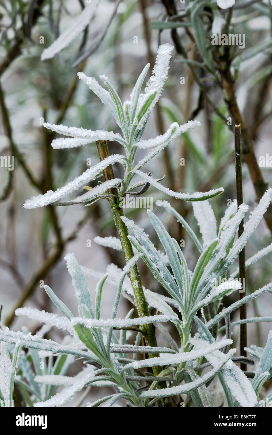 Lavandula augustifolia English Lavender in frost Stock Photo Alamy