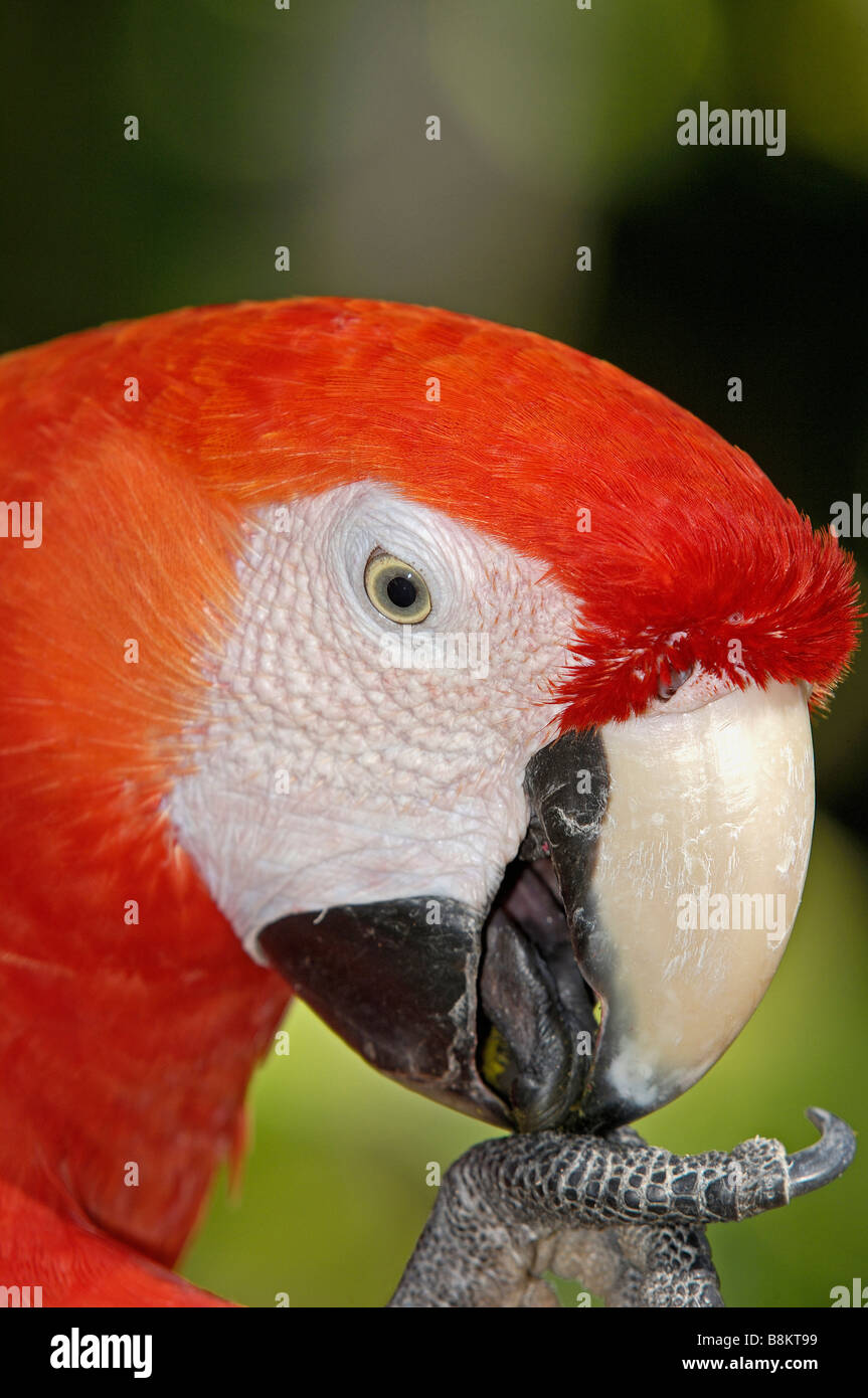 Macaw Roo Scarlet Macaw Ara macao Xcaret Playa del Carmen Quintana Roo Mayan ...