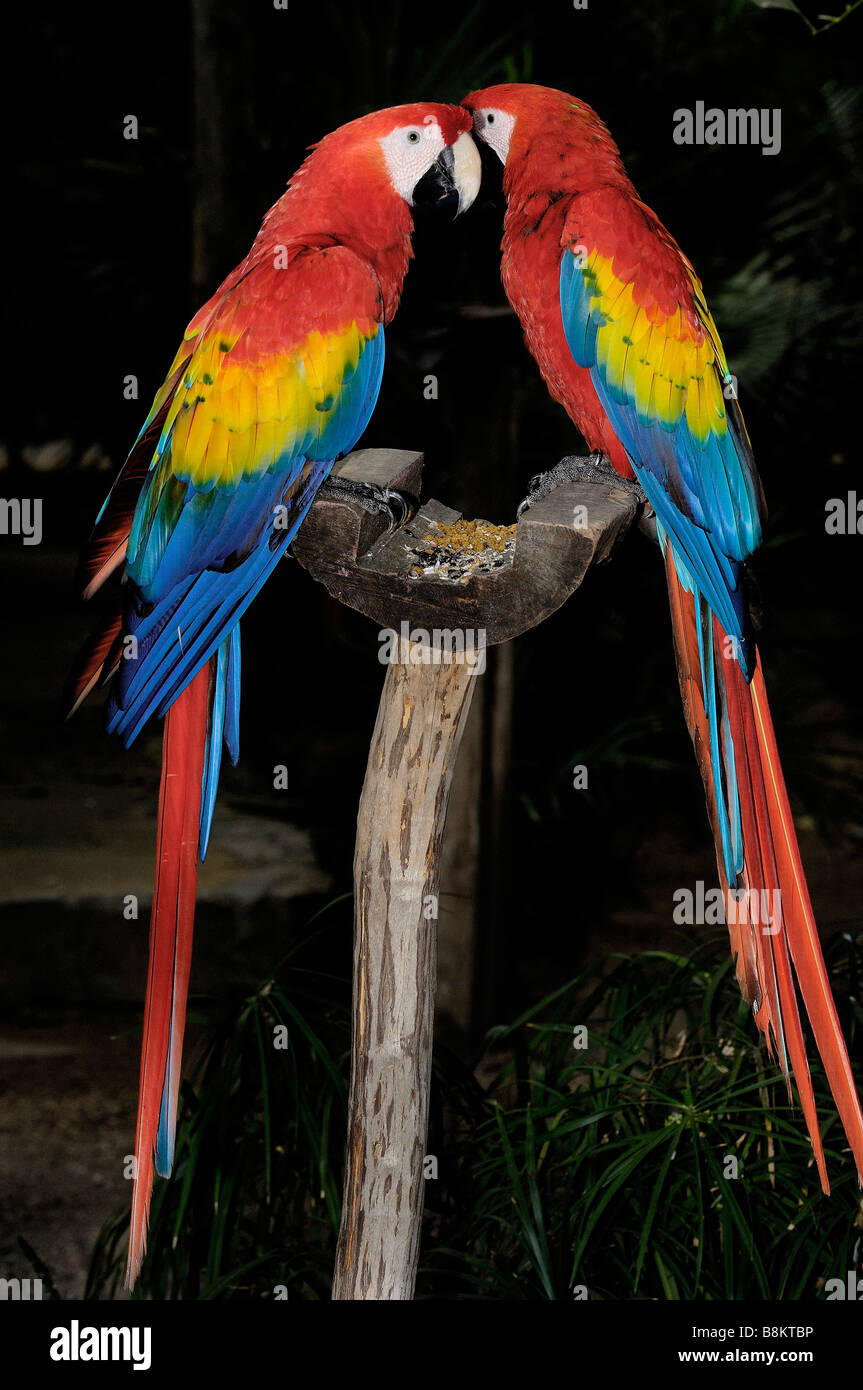Macaw Roo Scarlet Macaw Ara macao Xcaret Playa del Carmen Quintana Roo Mayan ...