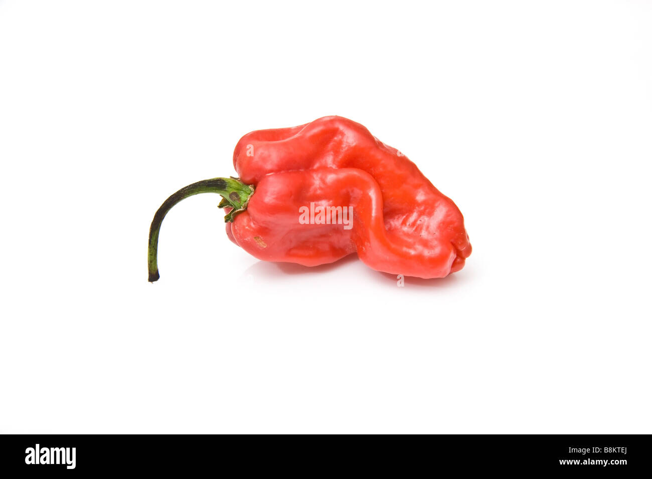 West Indian Scotch bonnet pepper isolated on a white studio background Stock Photo