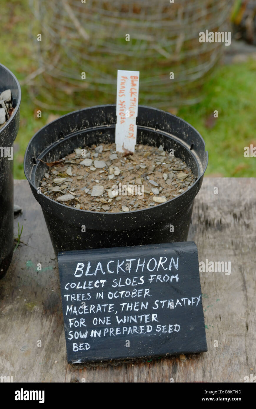 Propagation of Prunus spinosa Blackthorn seed Stock Photo