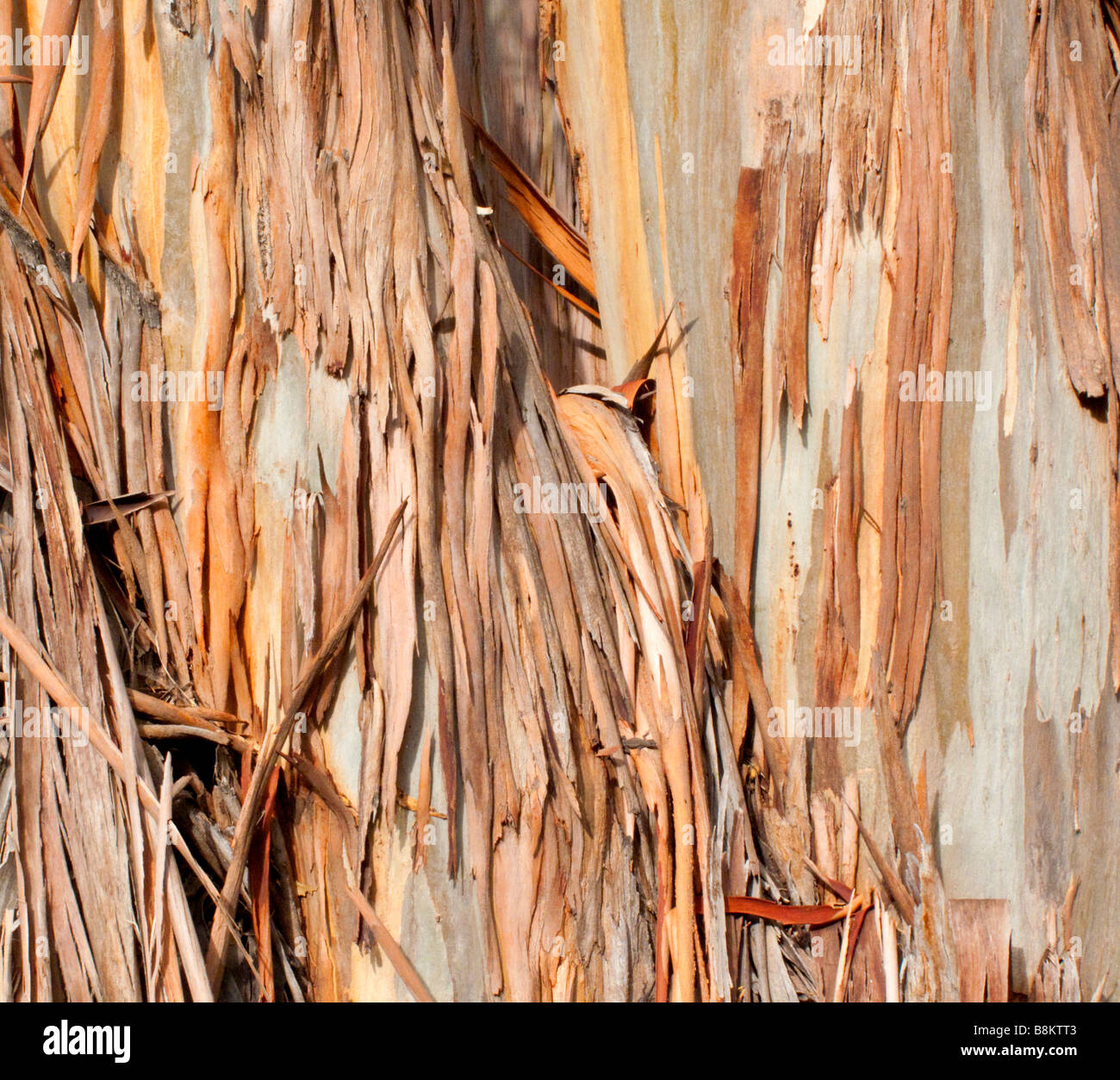 Eucalyptus Tree Bark Stock Photos & Eucalyptus Tree Bark Stock Images