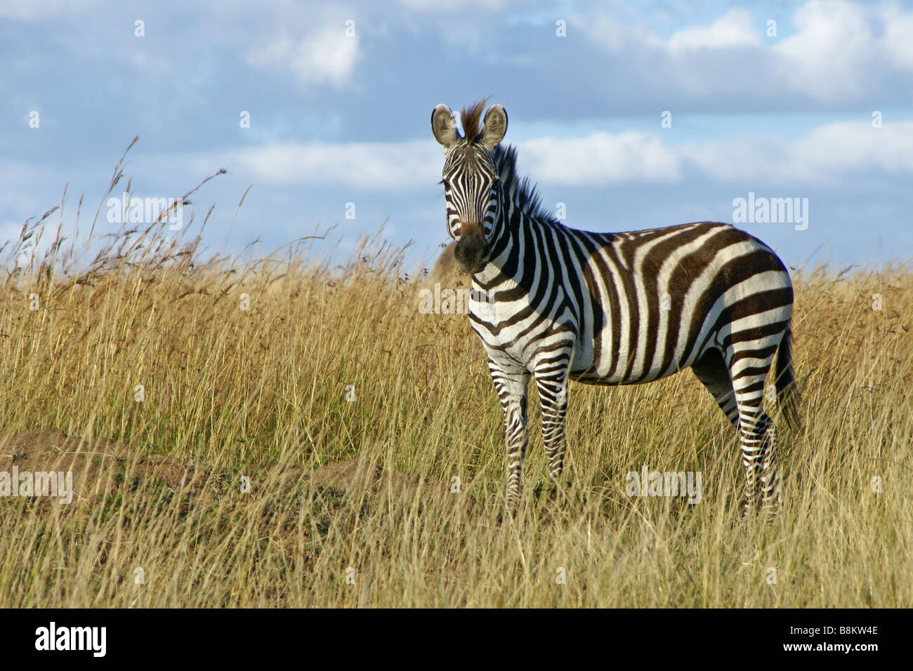 Burchell's, common or plains zebra in long grass, Masai Mara, Kenya Stock Photo