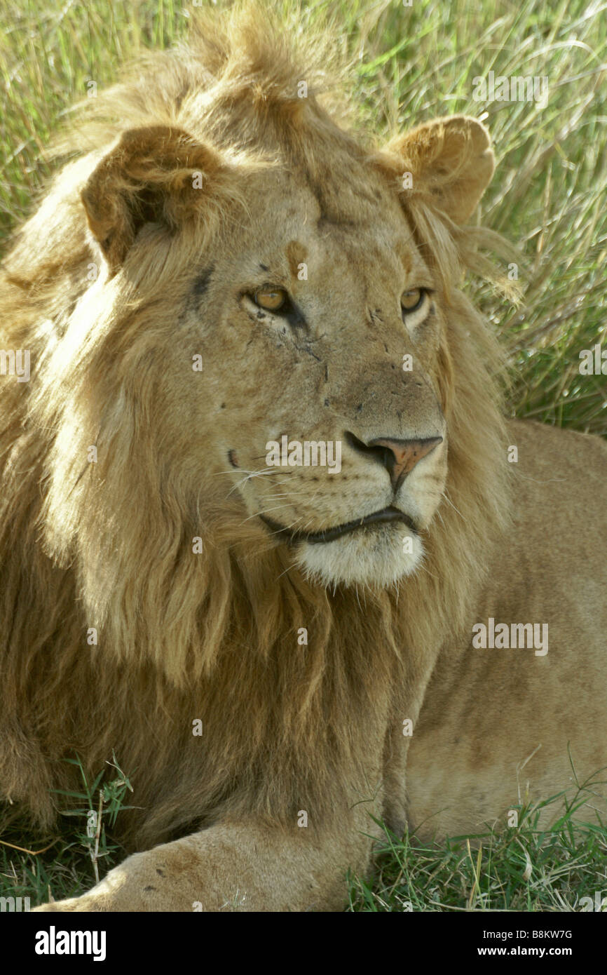 African lion male hi-res stock photography and images - Alamy