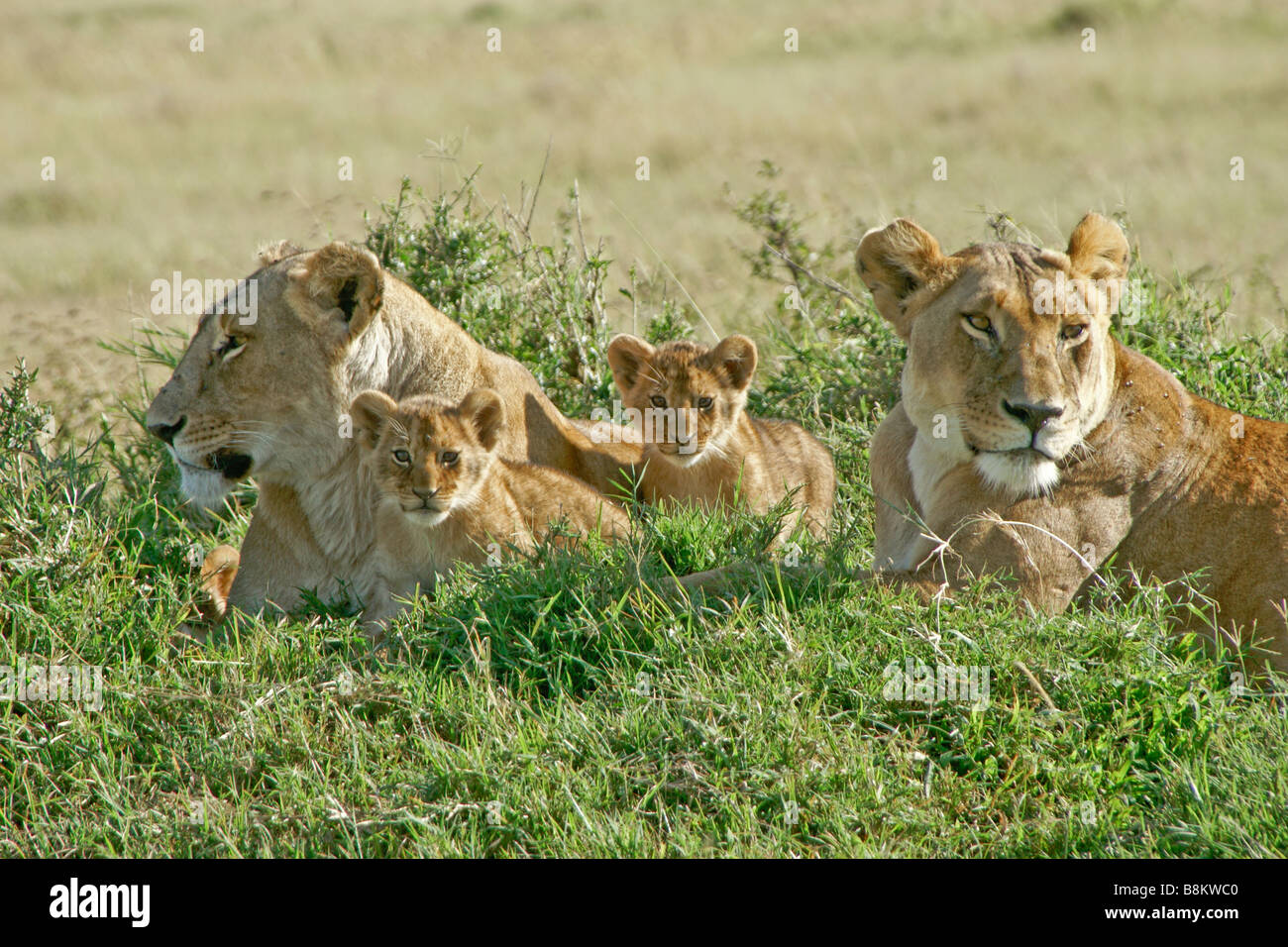 Lionesses with cubs, Masai Mara, Kenya Stock Photo