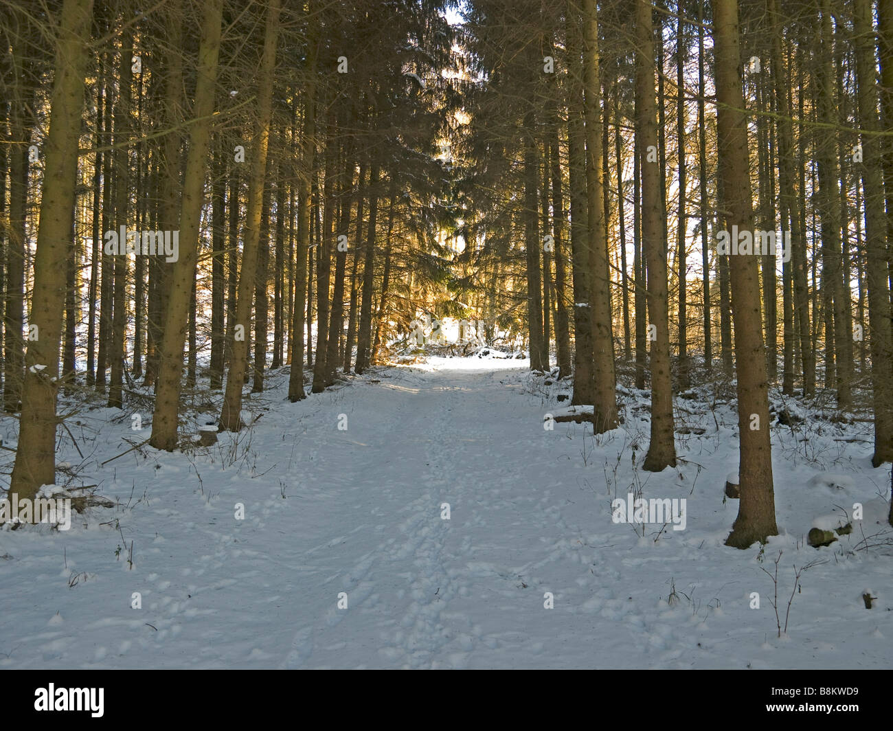 way with snow and tracks in the forest in winter Stock Photo - Alamy