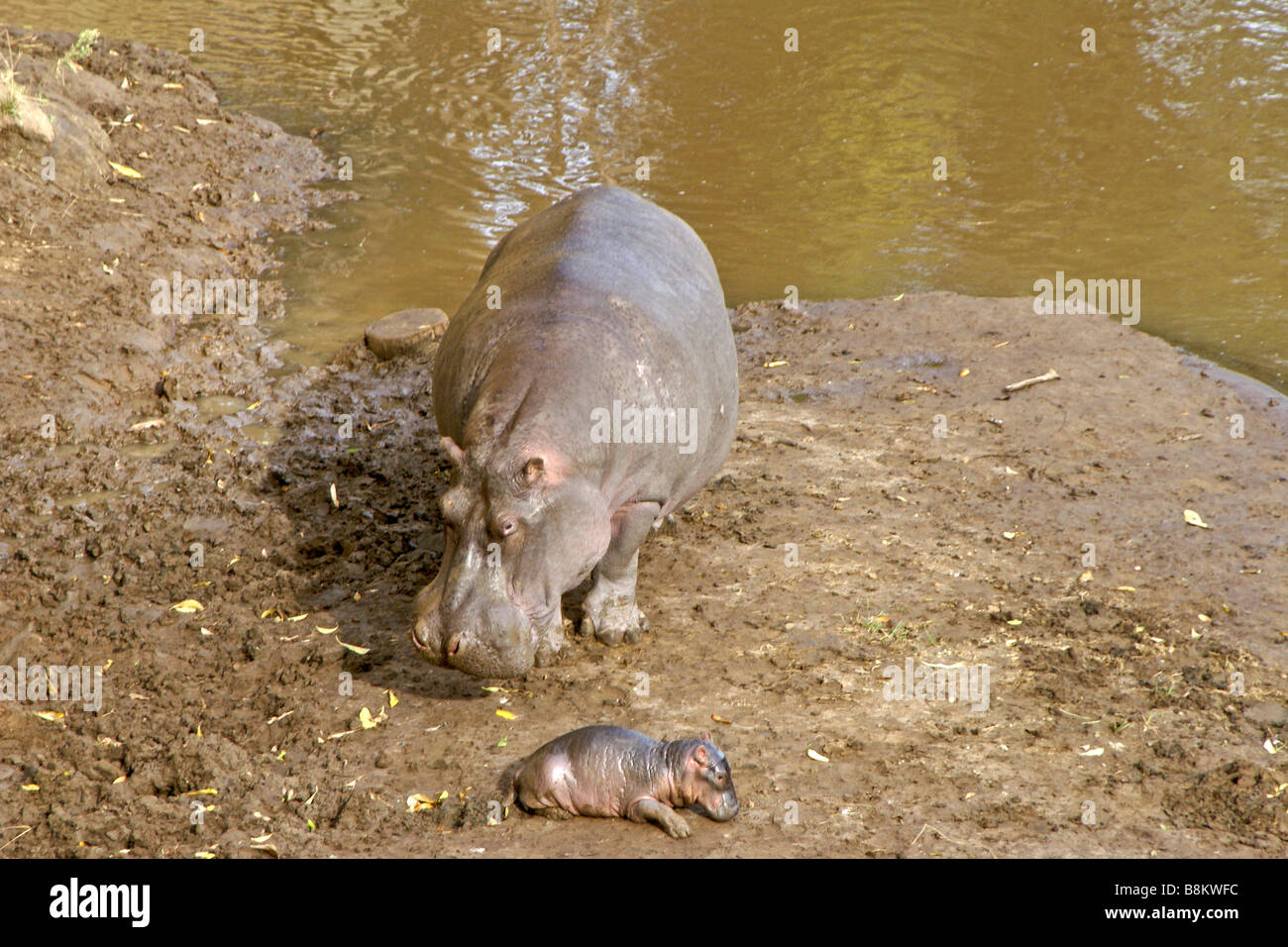 Female hippopotamus with newborn, Masai Mara, Kenya Stock Photo