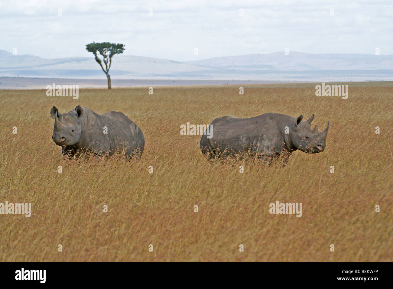 Black rhinoceros with grown calf, Masai Mara, Kenya Stock Photo