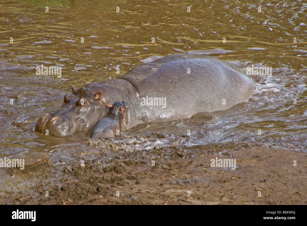 Female hippopotamus with newborn in river, Masai Mara, Kenya Stock Photo