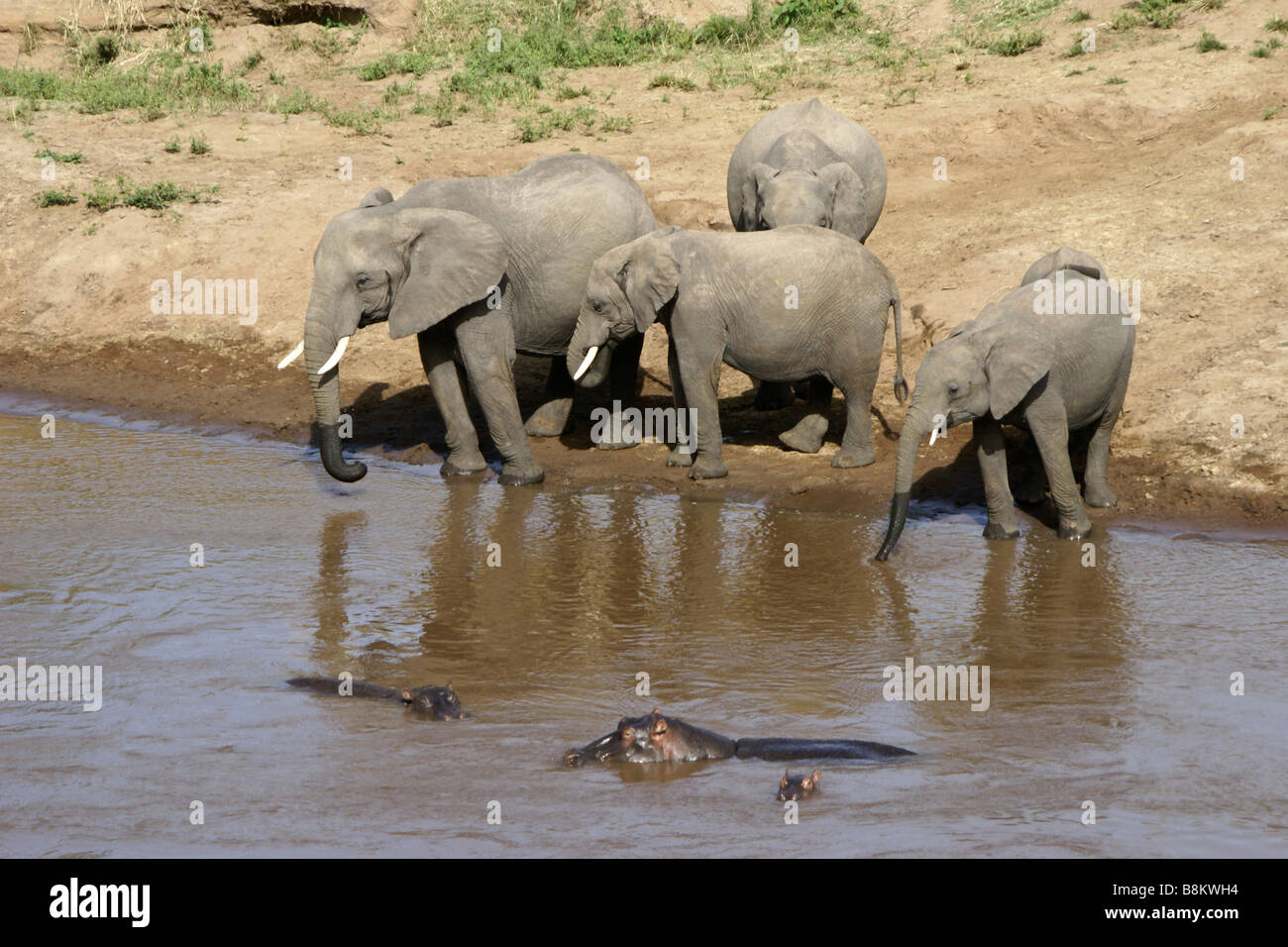 Elephants and hippos at the Mara River, Masai Mara, Kenya Stock Photo