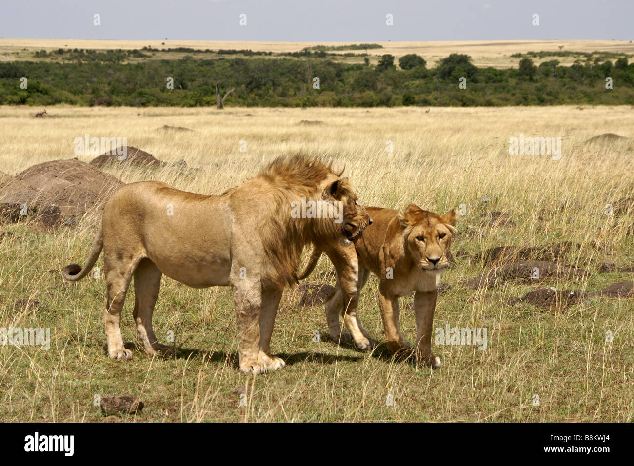 Lions mating masai mara kenya hi-res stock photography and images - Alamy
