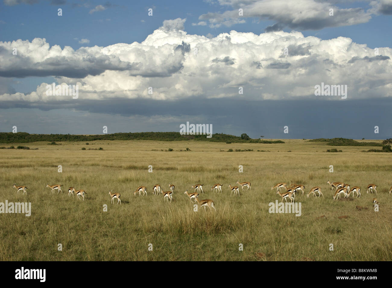 Herd of Thomson's gazelles grazing under stormy skies, Masai Mara, Kenya Stock Photo