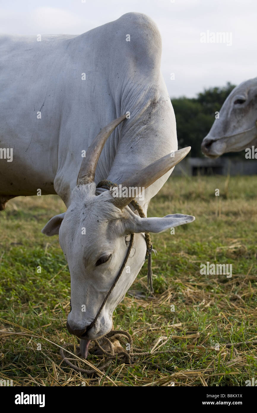 Zebu cow hires stock photography and images Alamy