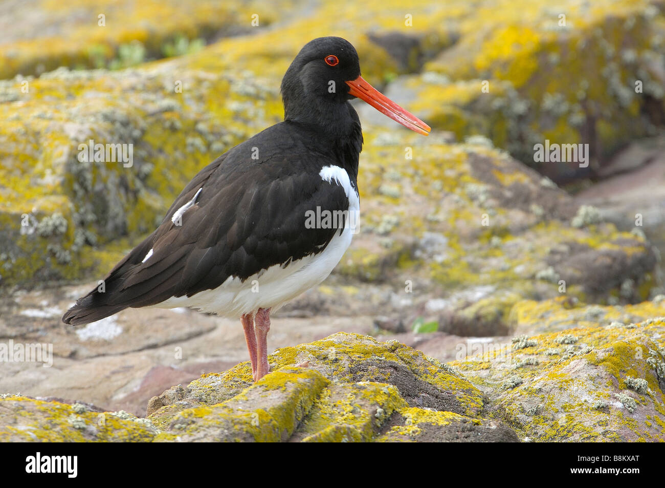 Oystercatcher Haematopus ostralegus Scotland UK Stock Photo Alamy
