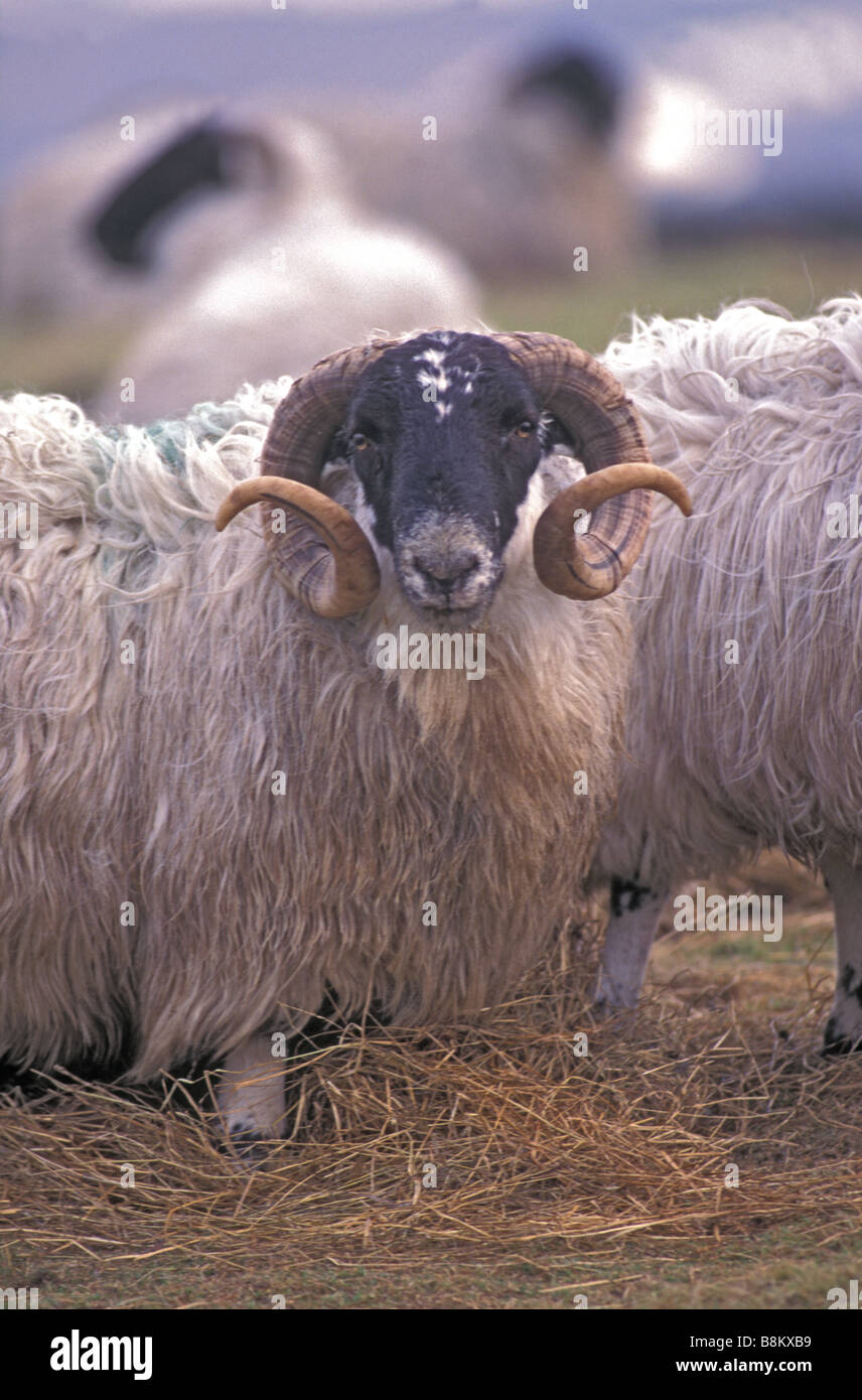 Black-faced Sheep -  Ram or tup (uncastrated male sheep) -  Scotland-  UK Stock Photo